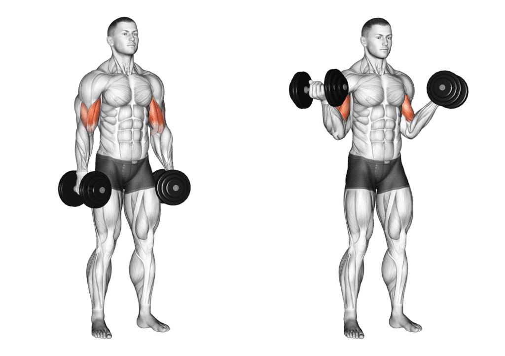 Bicep Curl Exercise