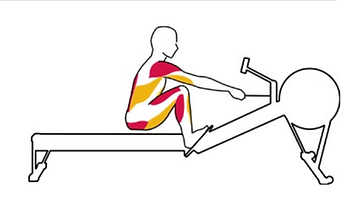 Muscles Worked by Rowing Machine