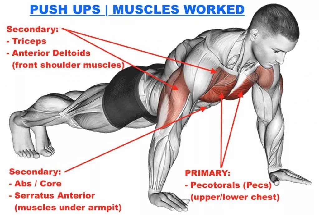 Muscles Worked Push Ups